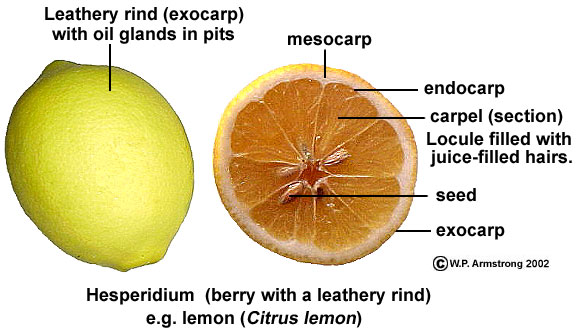 Diagram of a lemon, a type of hesperidium.